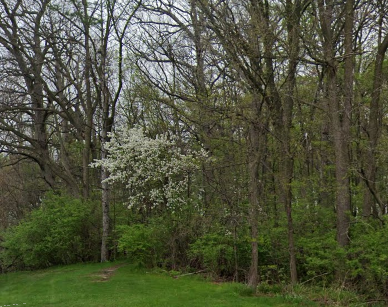 The surviving remnant of Burcham's Woods, April 2026. Image source: Google Street View.